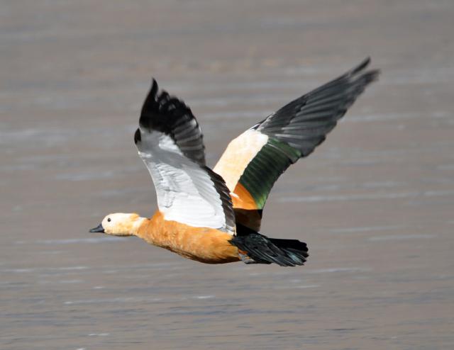 ruddy shelduck flying